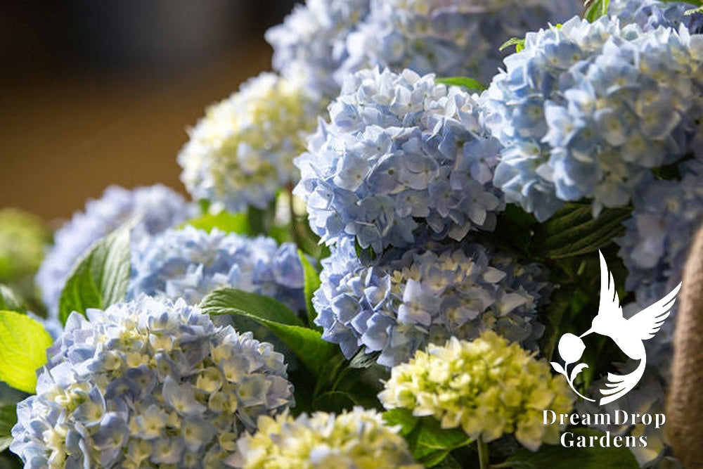 Hydrangea - Endless Summer - The Original - Blue to Pink — DreamDrop Gardens photo 13