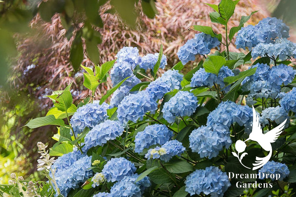 Hydrangea - Endless Summer - The Original - Blue to Pink — DreamDrop Gardens photo 14