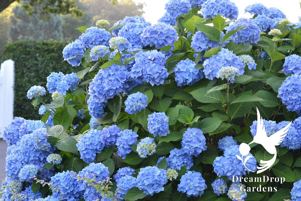 Hydrangea - Endless Summer - The Original - Blue to Pink — DreamDrop Gardens photo 15