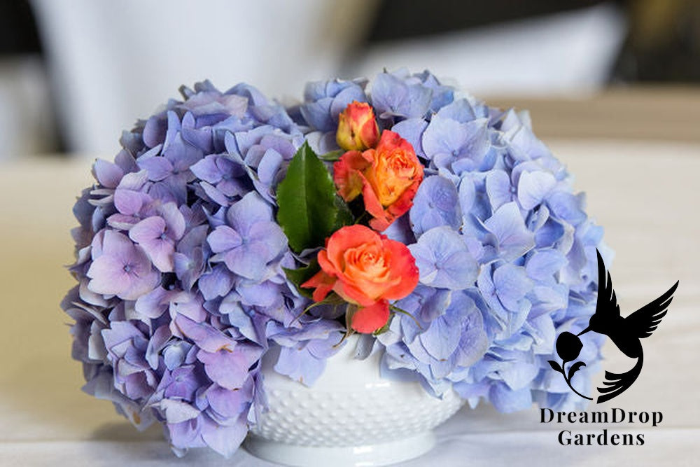 Hydrangea - Endless Summer - The Original - Blue to Pink — DreamDrop Gardens photo 16