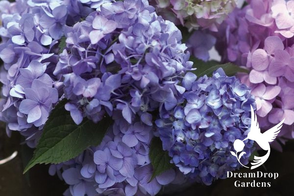 Hydrangea - Endless Summer - The Original - Blue to Pink — DreamDrop Gardens photo 2