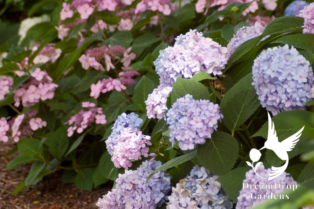Hydrangea - Endless Summer - The Original - Blue to Pink — DreamDrop Gardens photo 3