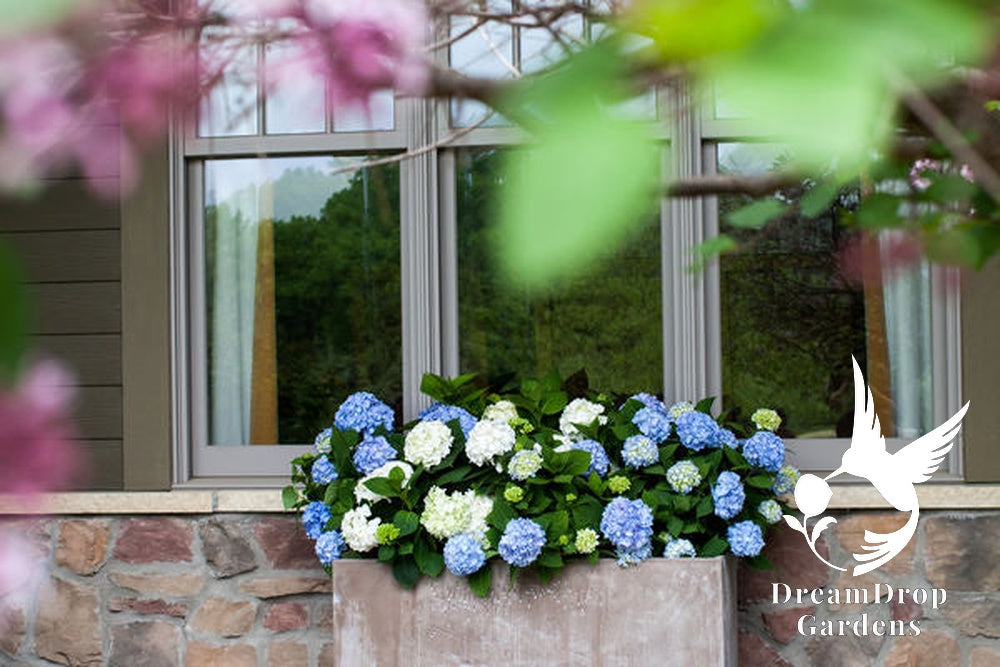 Hydrangea - Endless Summer - The Original - Blue to Pink — DreamDrop Gardens photo 4