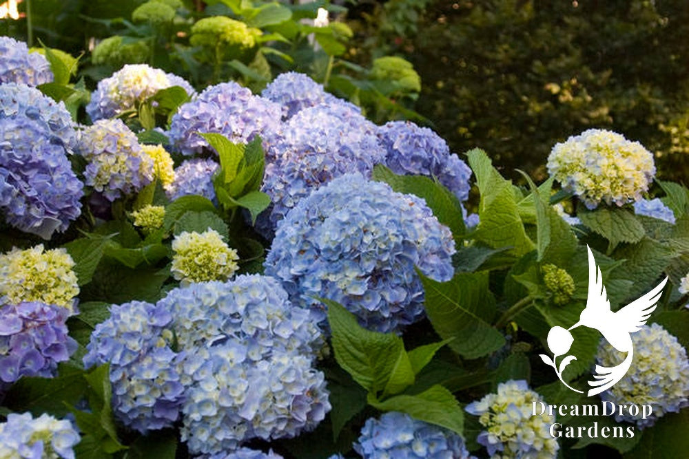 Hydrangea - Endless Summer - The Original - Blue to Pink — DreamDrop Gardens photo 6