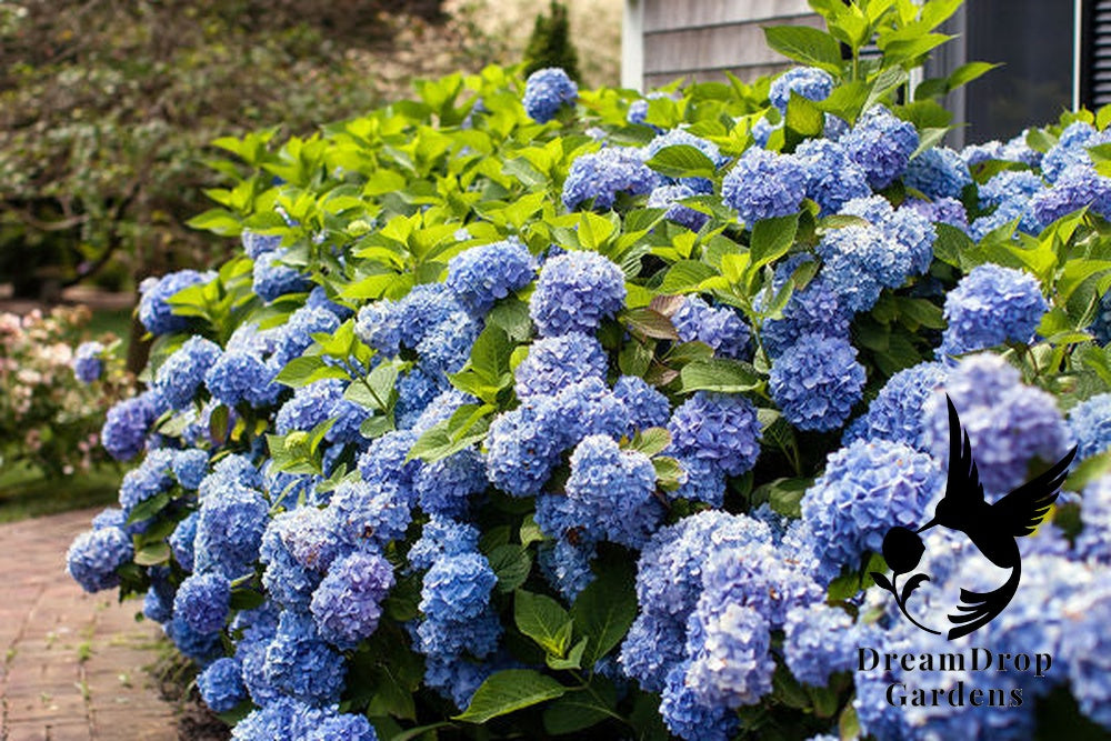 Hydrangea - Endless Summer - The Original - Blue to Pink — DreamDrop Gardens photo 7