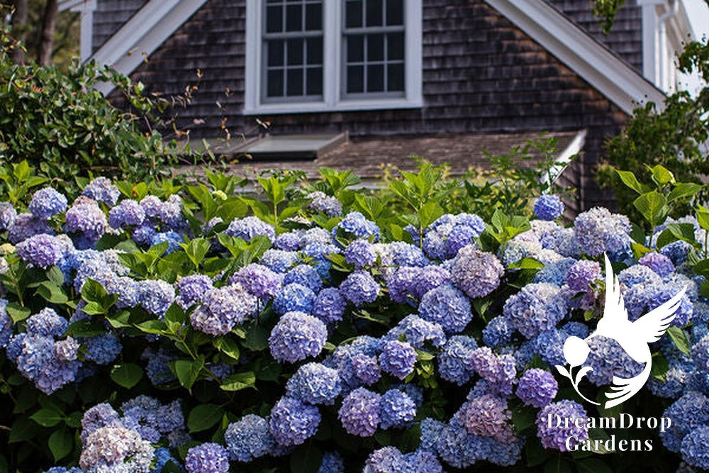 Hydrangea - Endless Summer - The Original - Blue to Pink — DreamDrop Gardens photo 8