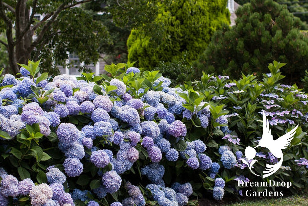Hydrangea - Endless Summer - The Original - Blue to Pink — DreamDrop Gardens photo 9