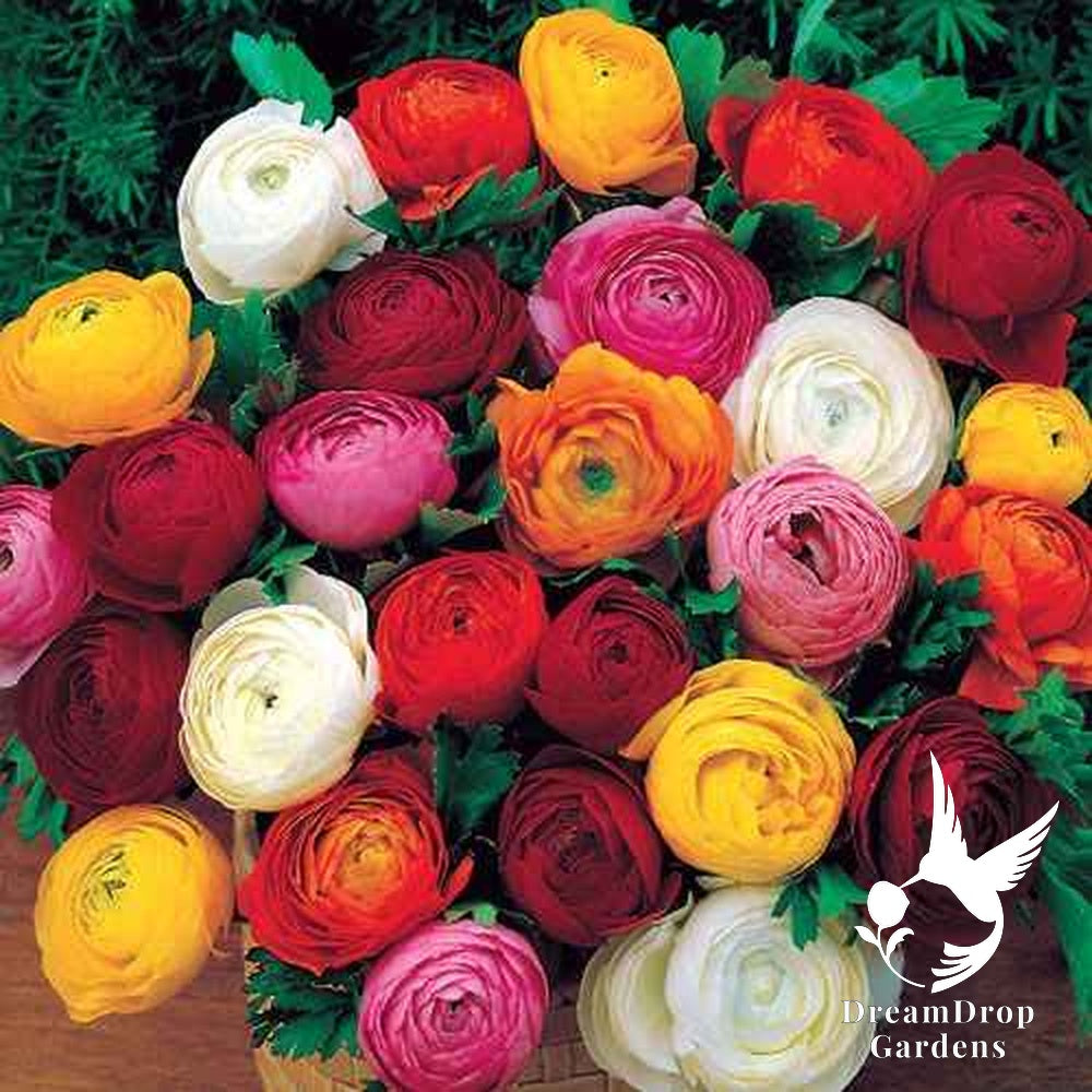 Persian Buttercup 'Ranunculus' - Mixed Colors — DreamDrop Gardens photo 1