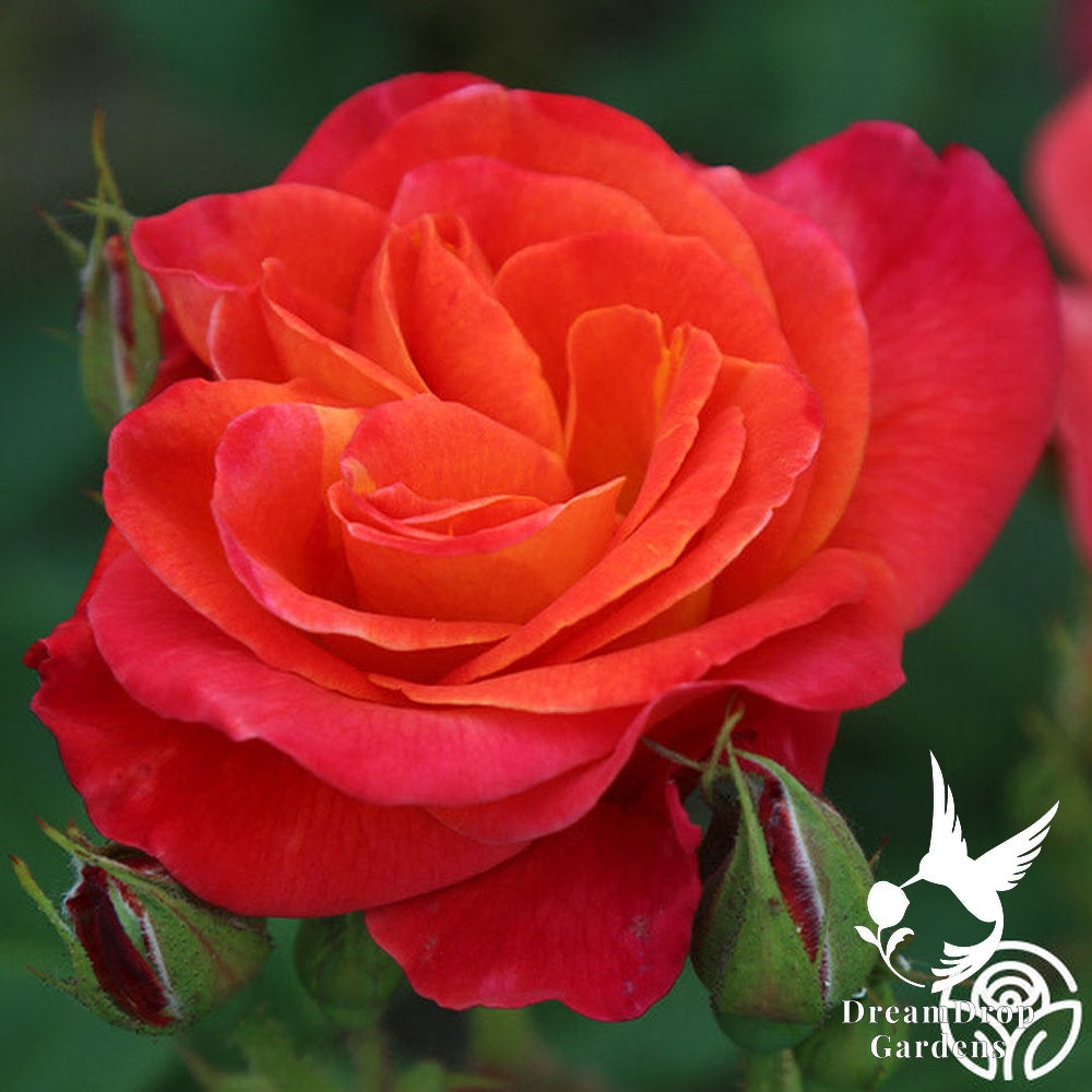 Rose - Piñata — DreamDrop Gardens photo 10
