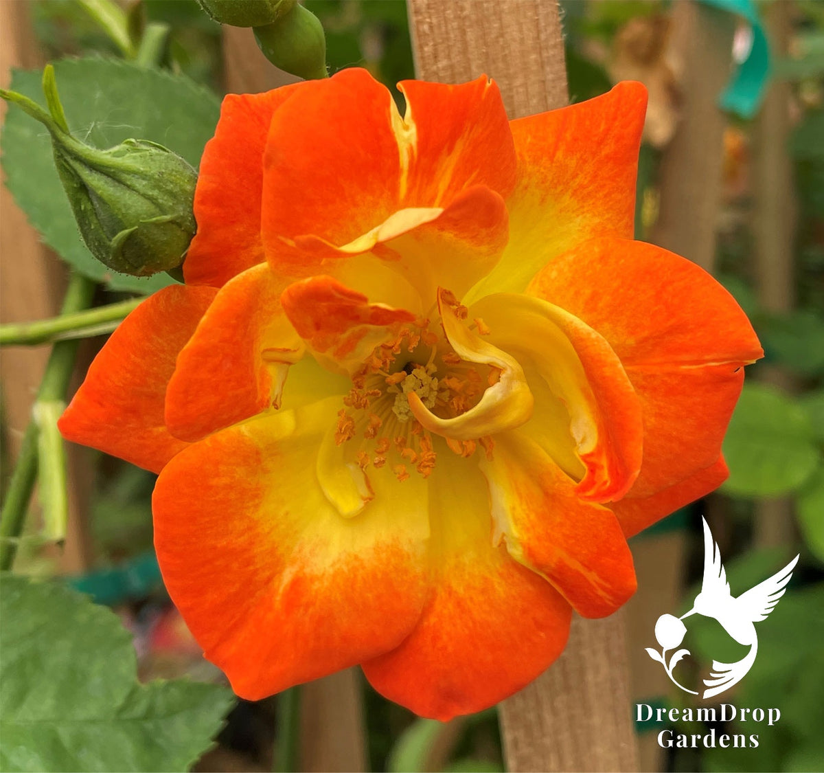 Rose - Piñata — DreamDrop Gardens photo 1
