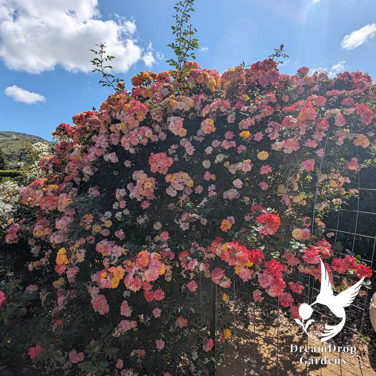 Huge climbing rose smothered in pink, coral and yellow blooms against a blue sky