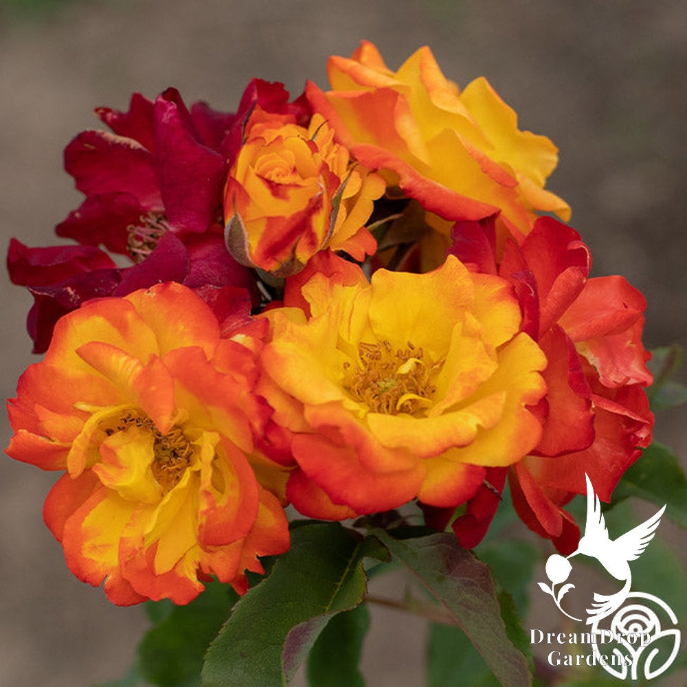 Rose - Piñata — DreamDrop Gardens photo 2