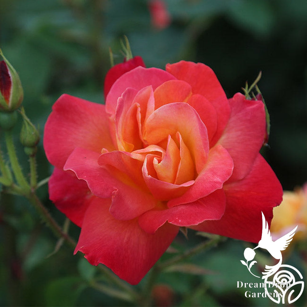 Rose - Piñata — DreamDrop Gardens photo 3