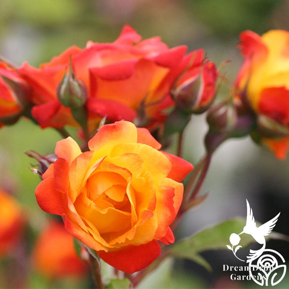 Rose - Piñata — DreamDrop Gardens photo 4