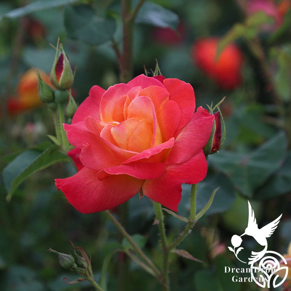 Rose - Piñata — DreamDrop Gardens photo 5