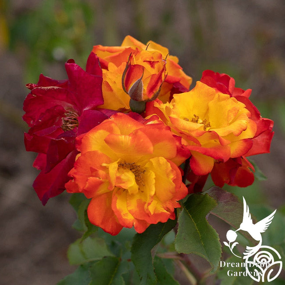 Rose - Piñata — DreamDrop Gardens photo 6