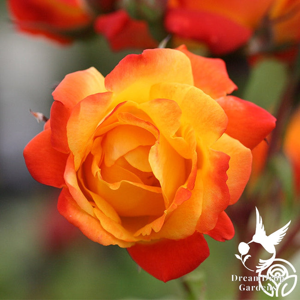 Rose - Piñata — DreamDrop Gardens photo 7