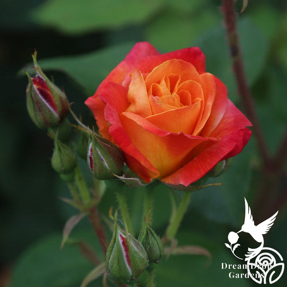 Rose - Piñata — DreamDrop Gardens photo 8
