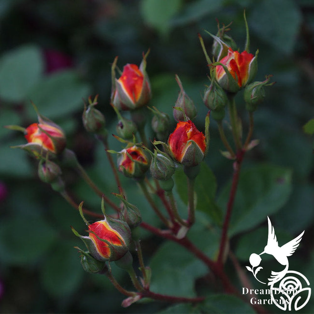 Rose - Piñata — DreamDrop Gardens photo 9