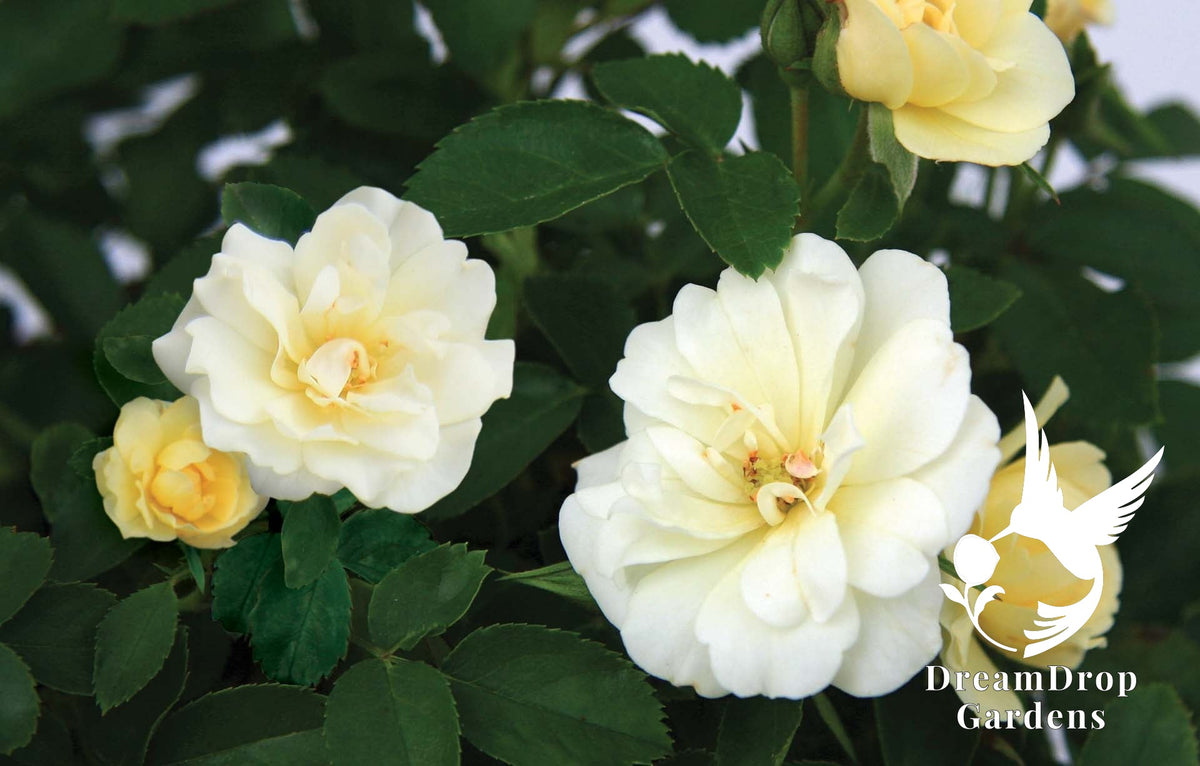 Rose - Popcorn Drift — DreamDrop Gardens photo 10