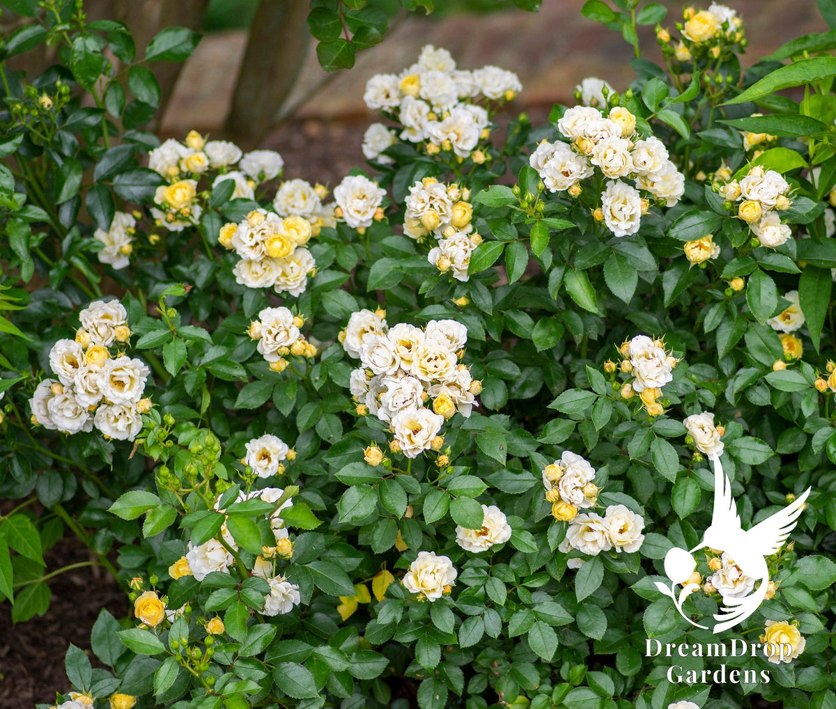 Rose - Popcorn Drift — DreamDrop Gardens photo 11