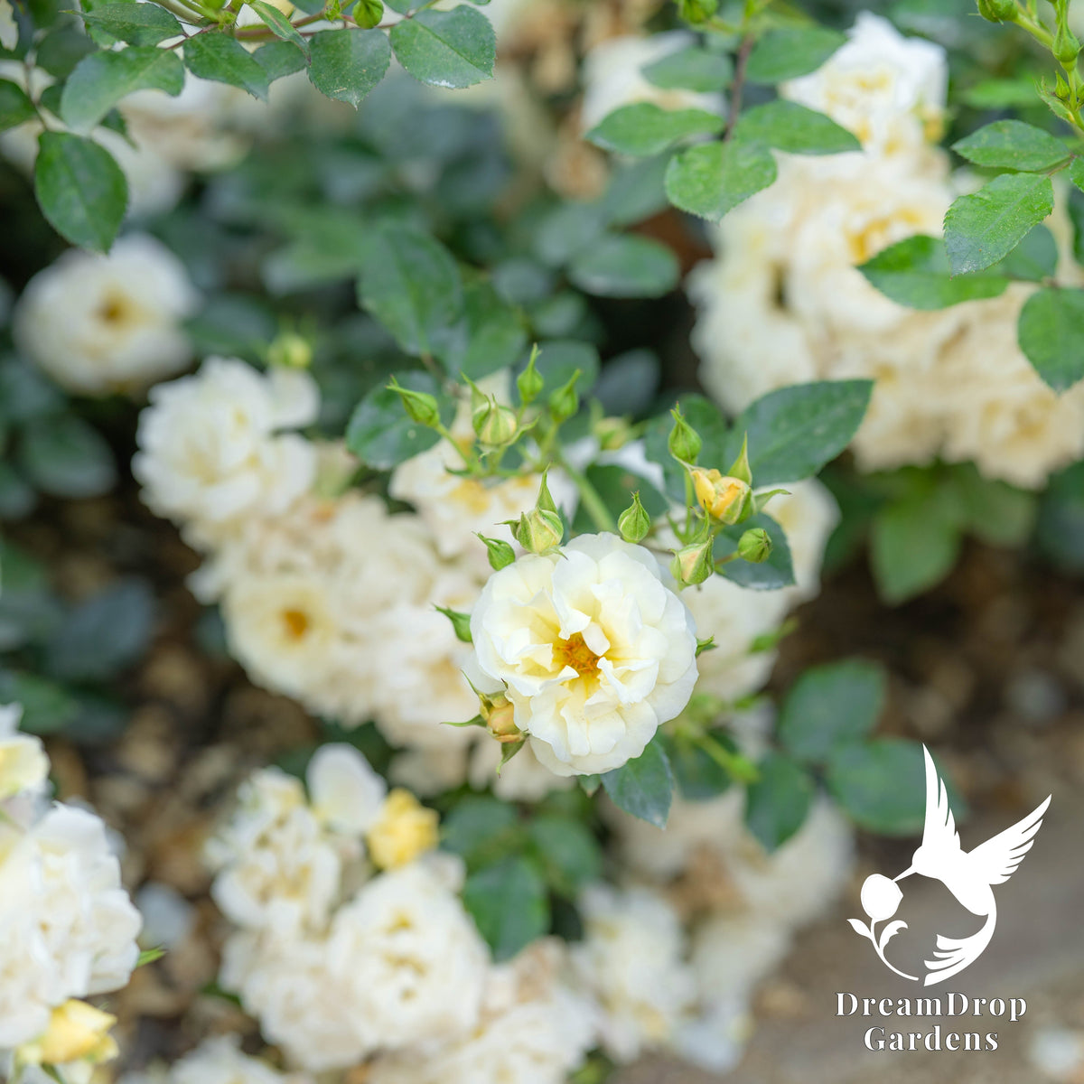 Rose - Popcorn Drift — DreamDrop Gardens photo 1