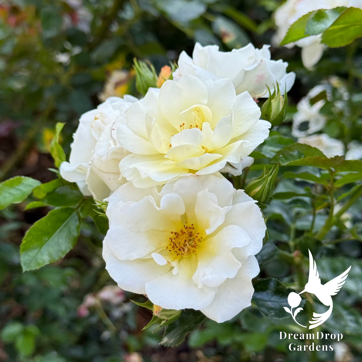 Rose - Popcorn Drift — DreamDrop Gardens photo 2