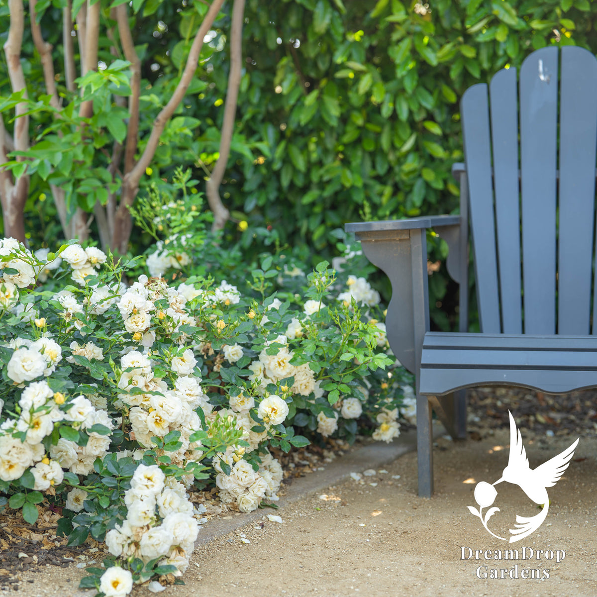 Rose - Popcorn Drift — DreamDrop Gardens photo 3