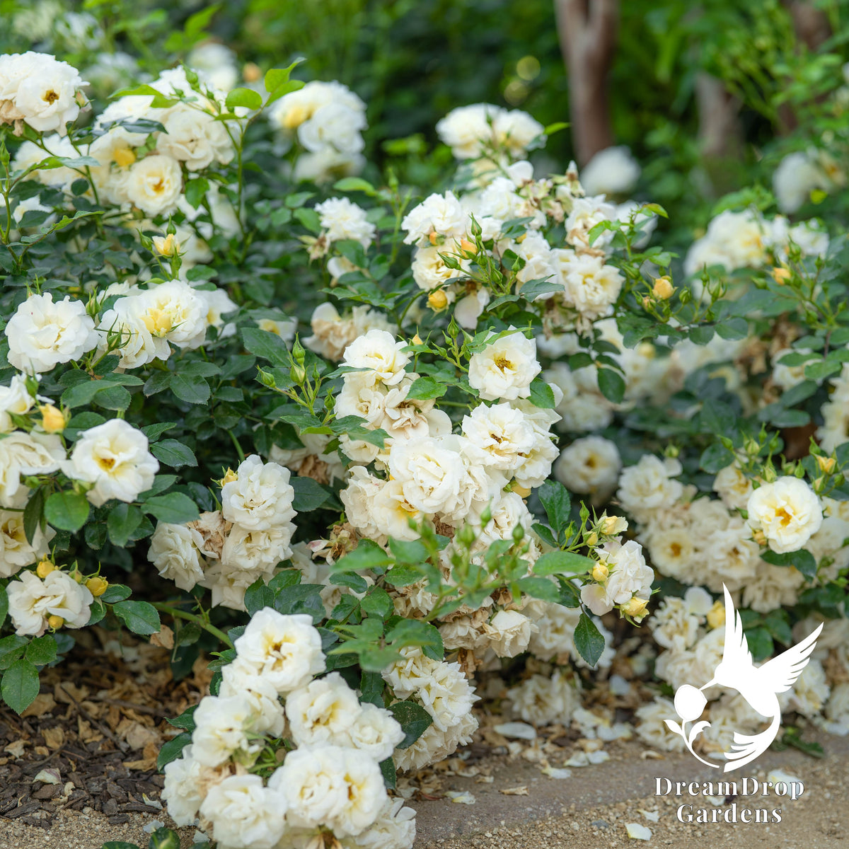Rose - Popcorn Drift — DreamDrop Gardens photo 4