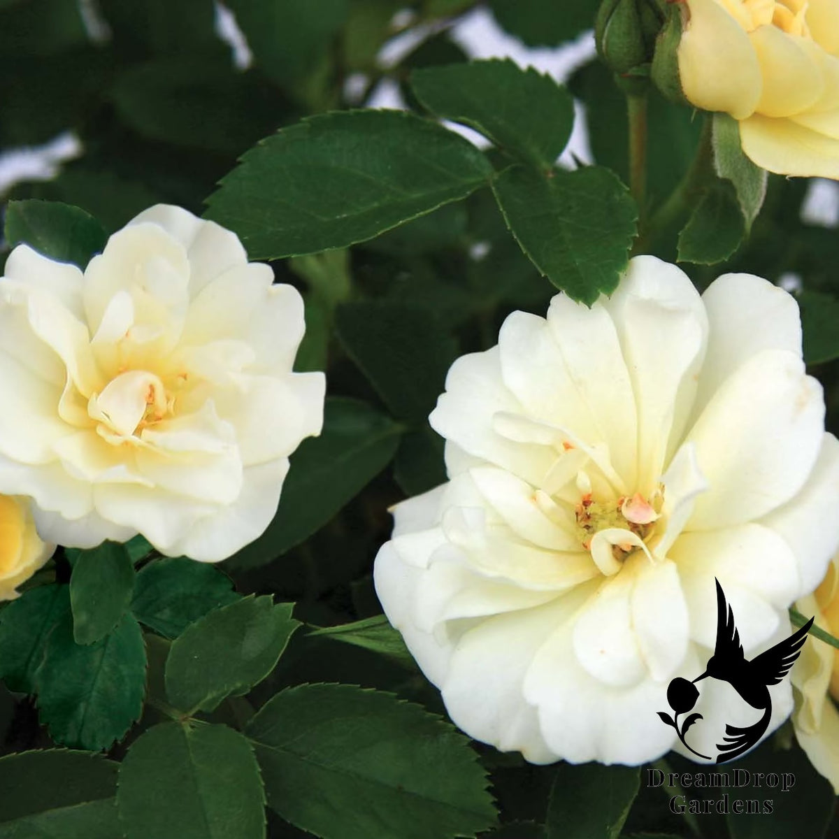 Rose - Popcorn Drift — DreamDrop Gardens photo 5