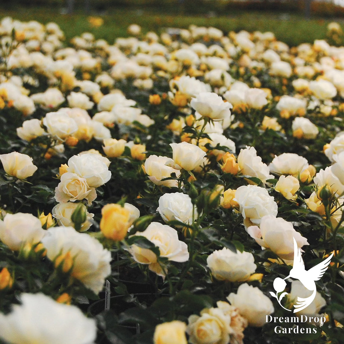 Rose - Popcorn Drift — DreamDrop Gardens photo 6