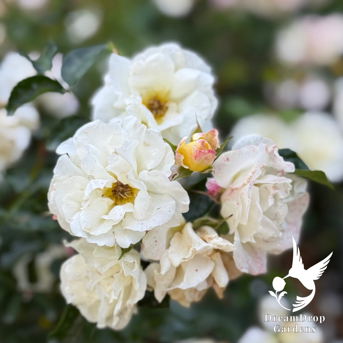 Rose - Popcorn Drift — DreamDrop Gardens photo 7