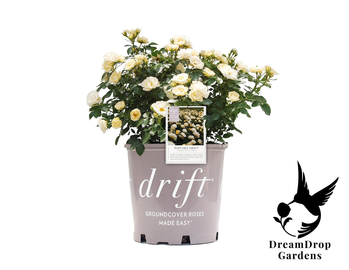 Rose - Popcorn Drift — DreamDrop Gardens photo 8