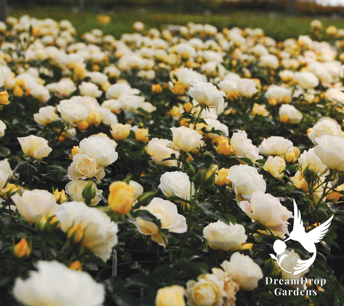 Rose - Popcorn Drift — DreamDrop Gardens photo 9