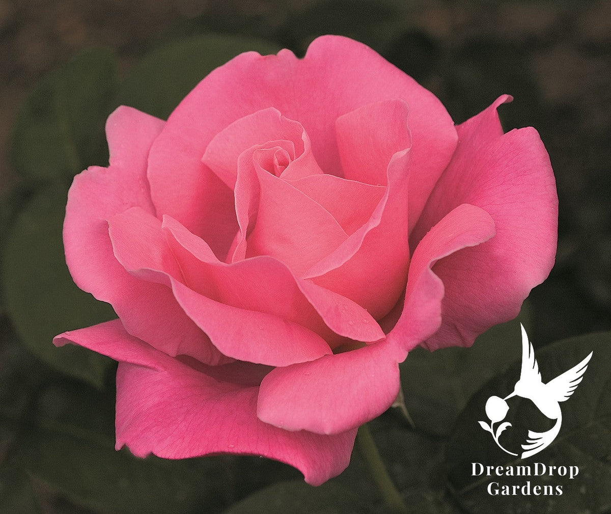 Rose - Perfume Delight — DreamDrop Gardens photo 10