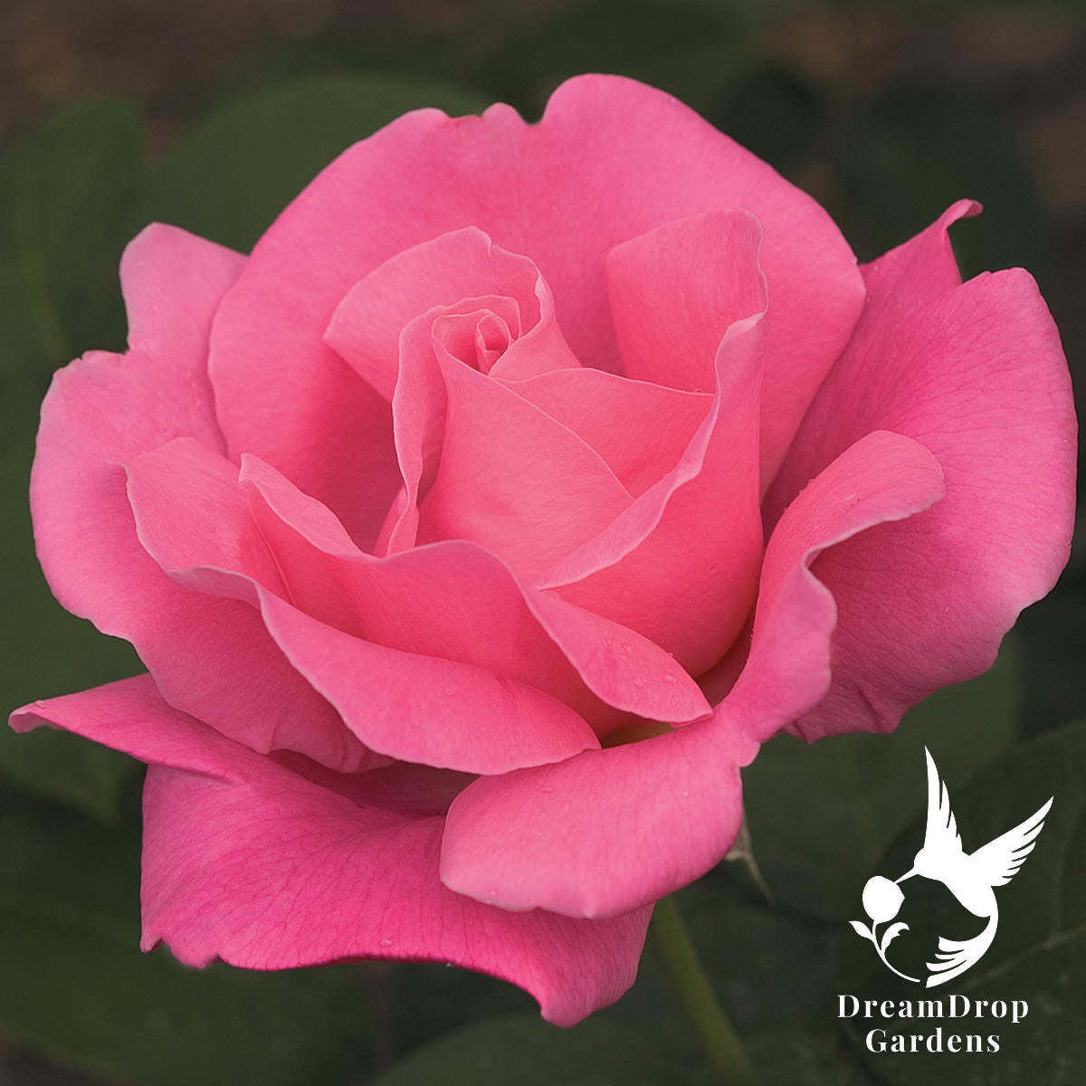 Rose - Perfume Delight — DreamDrop Gardens photo 1