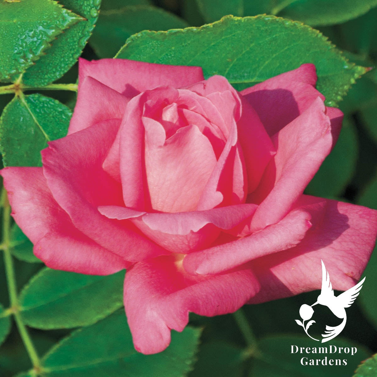Rose - Perfume Delight — DreamDrop Gardens photo 2