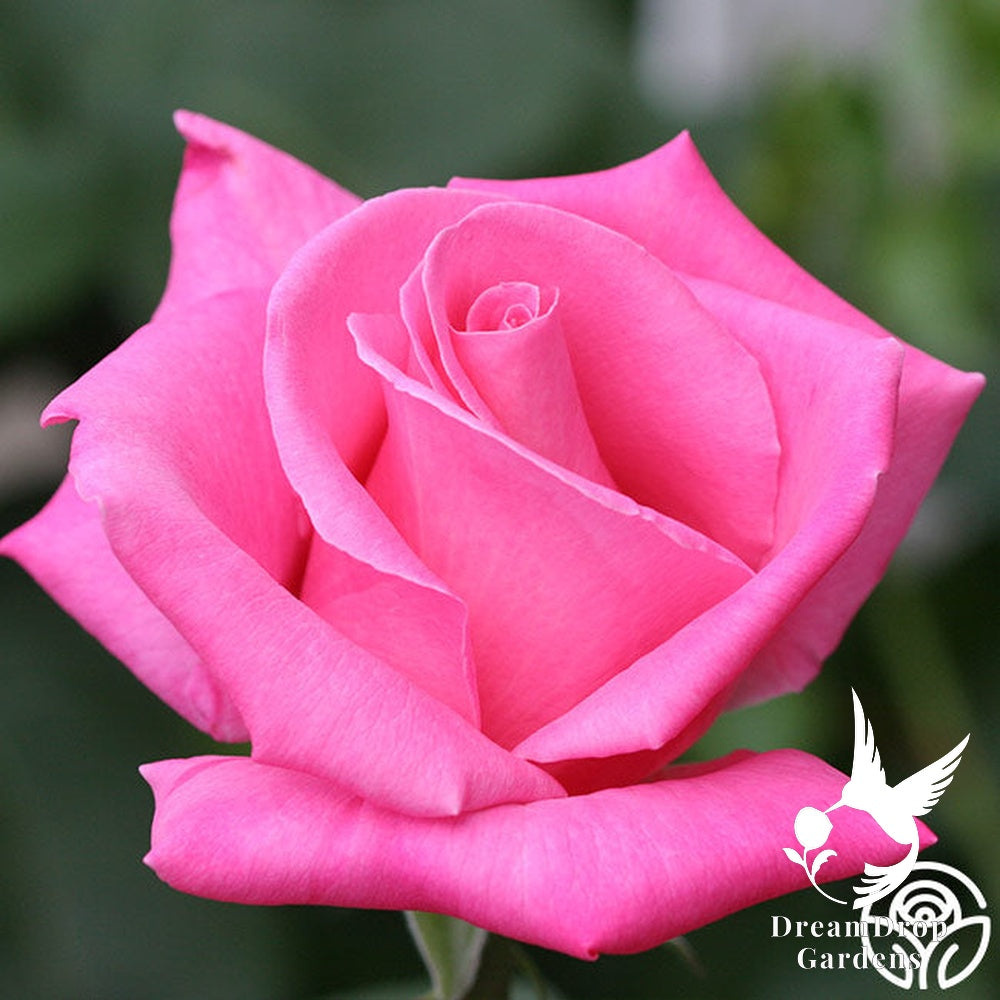 Rose - Perfume Delight — DreamDrop Gardens photo 3