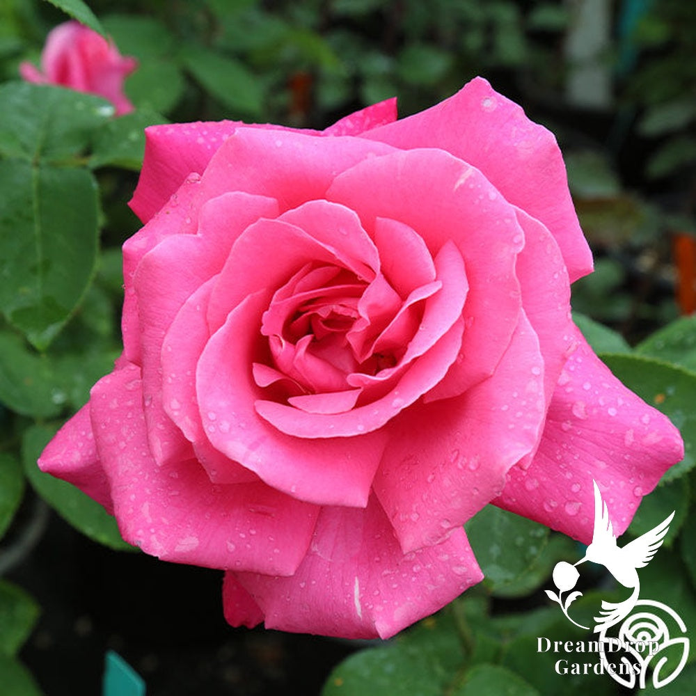 Rose - Perfume Delight — DreamDrop Gardens photo 4