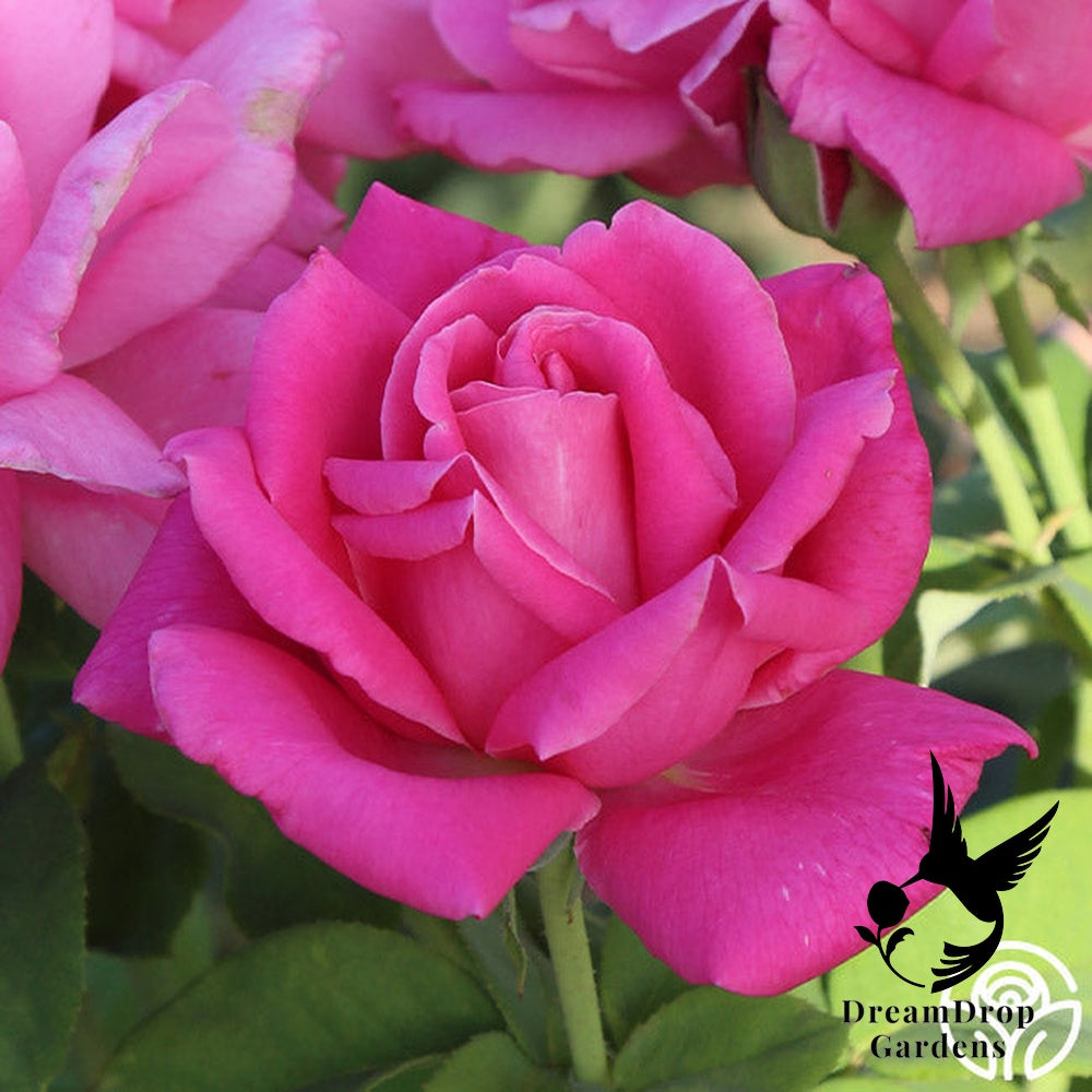Rose - Perfume Delight — DreamDrop Gardens photo 5