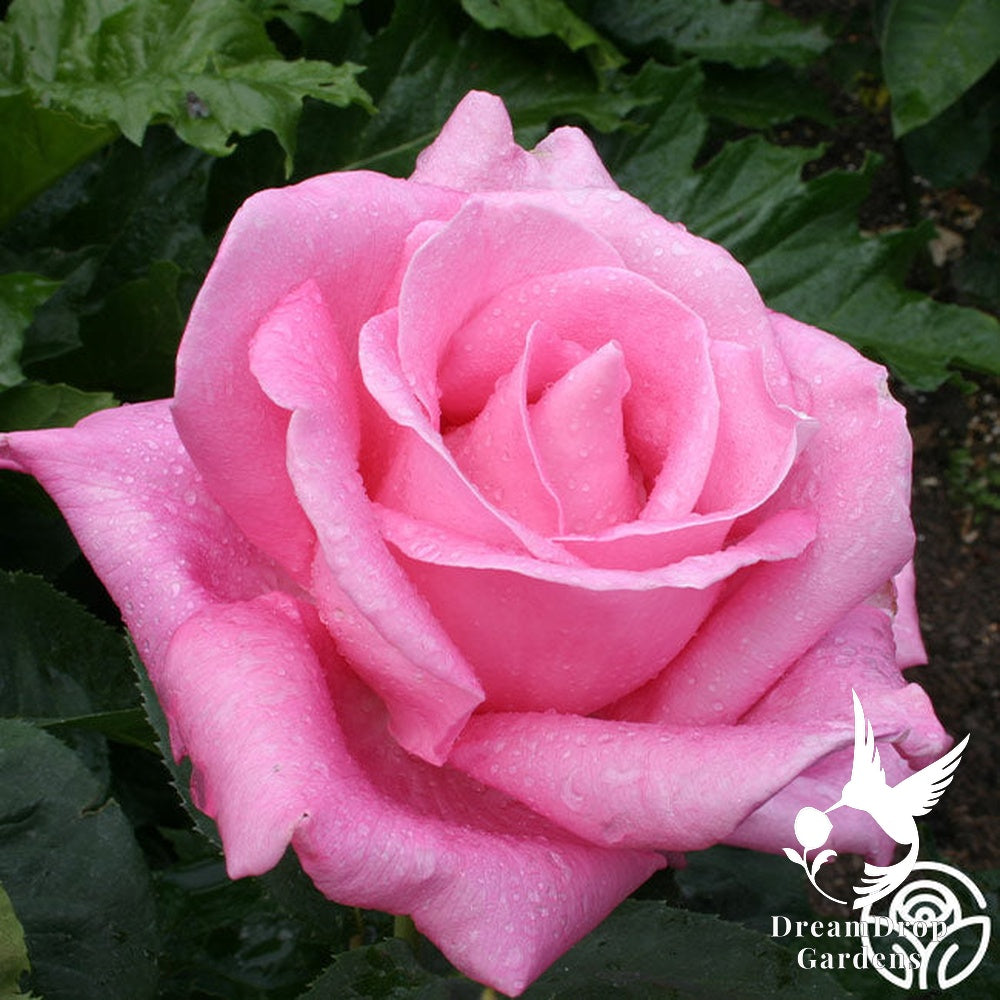 Rose - Perfume Delight — DreamDrop Gardens photo 6
