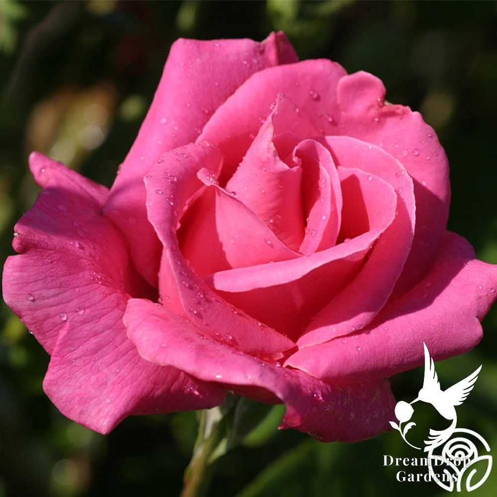 Rose - Perfume Delight — DreamDrop Gardens photo 7