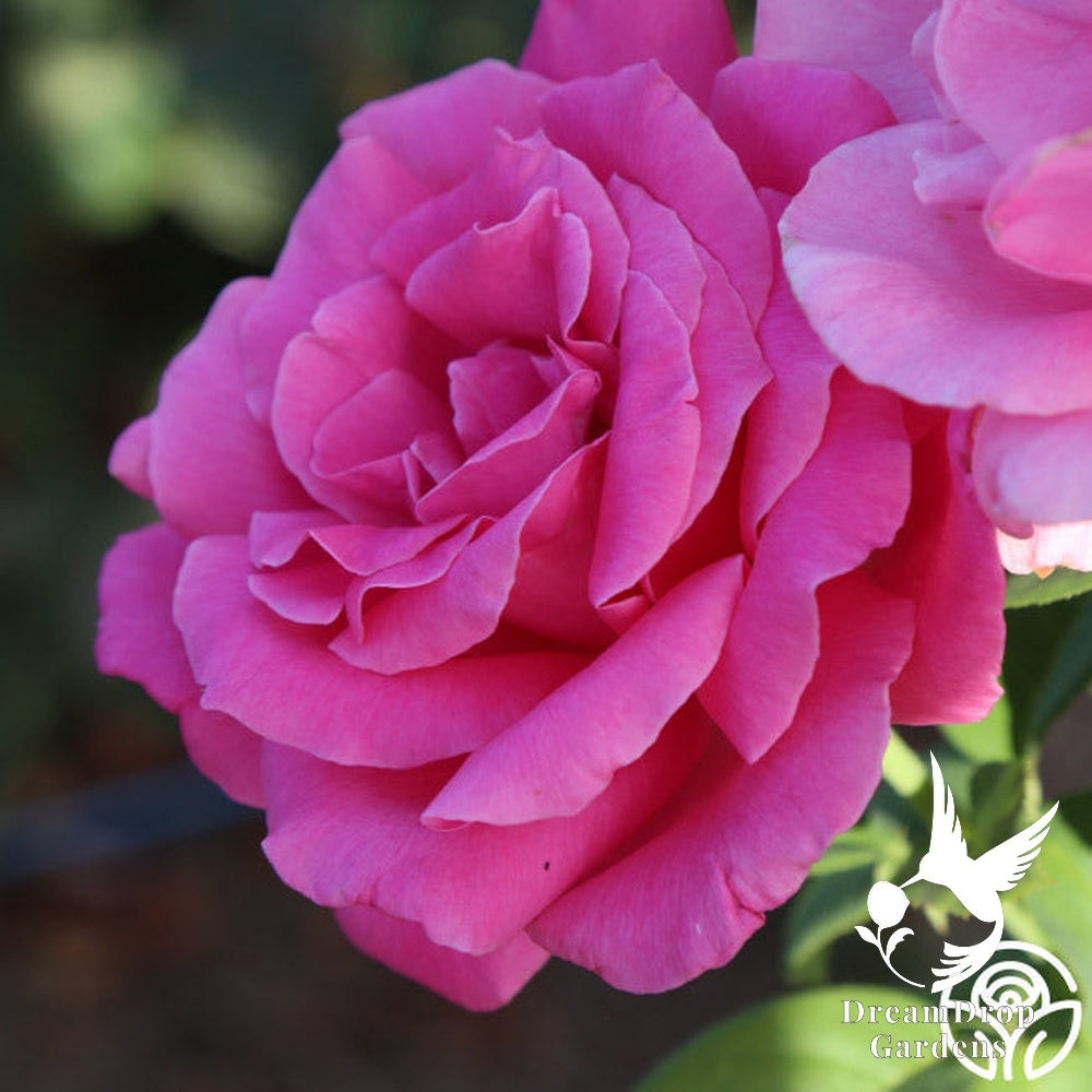 Rose - Perfume Delight — DreamDrop Gardens photo 8