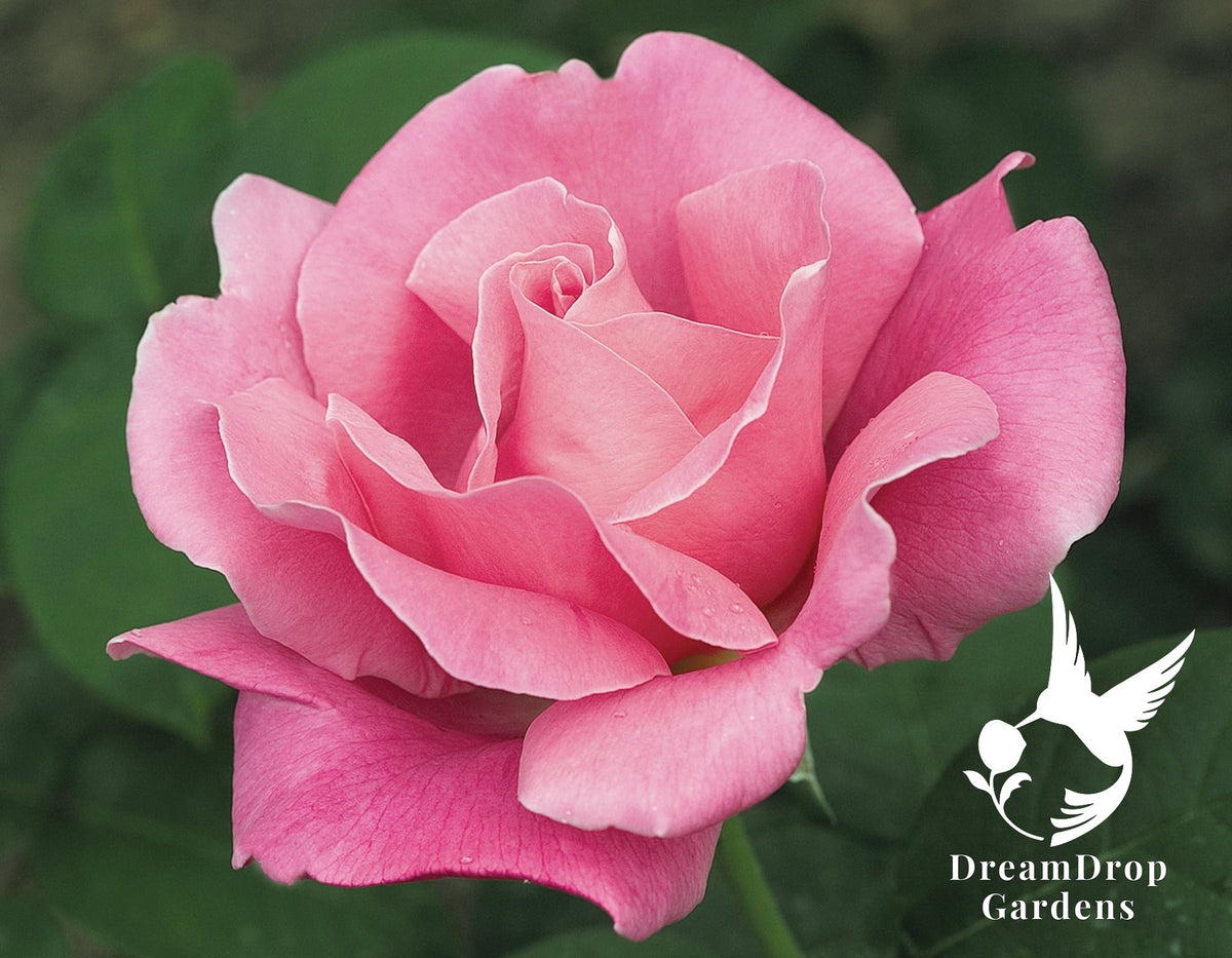 Rose - Perfume Delight — DreamDrop Gardens photo 9