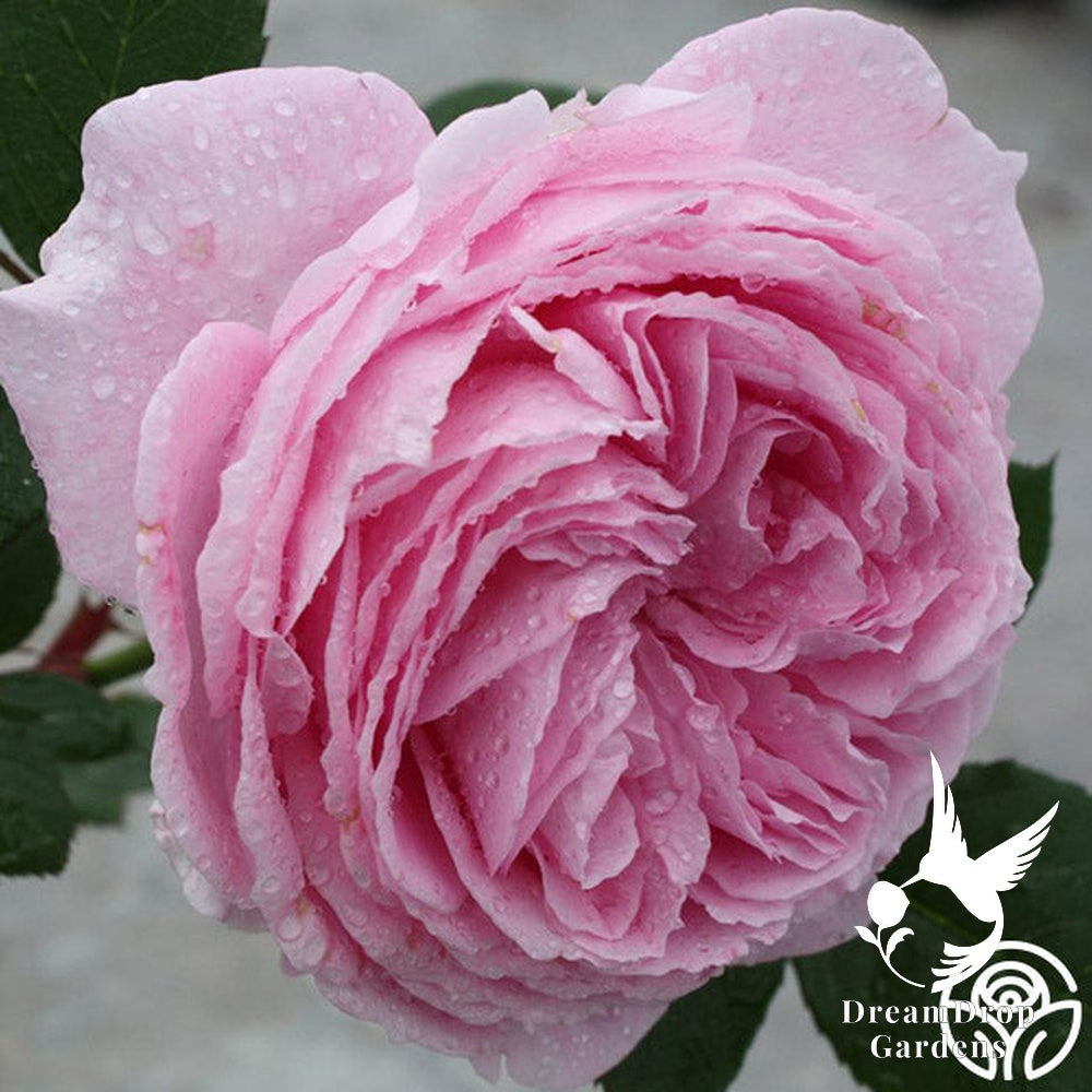 Rose - Parfuma Summer Romance — DreamDrop Gardens photo 10
