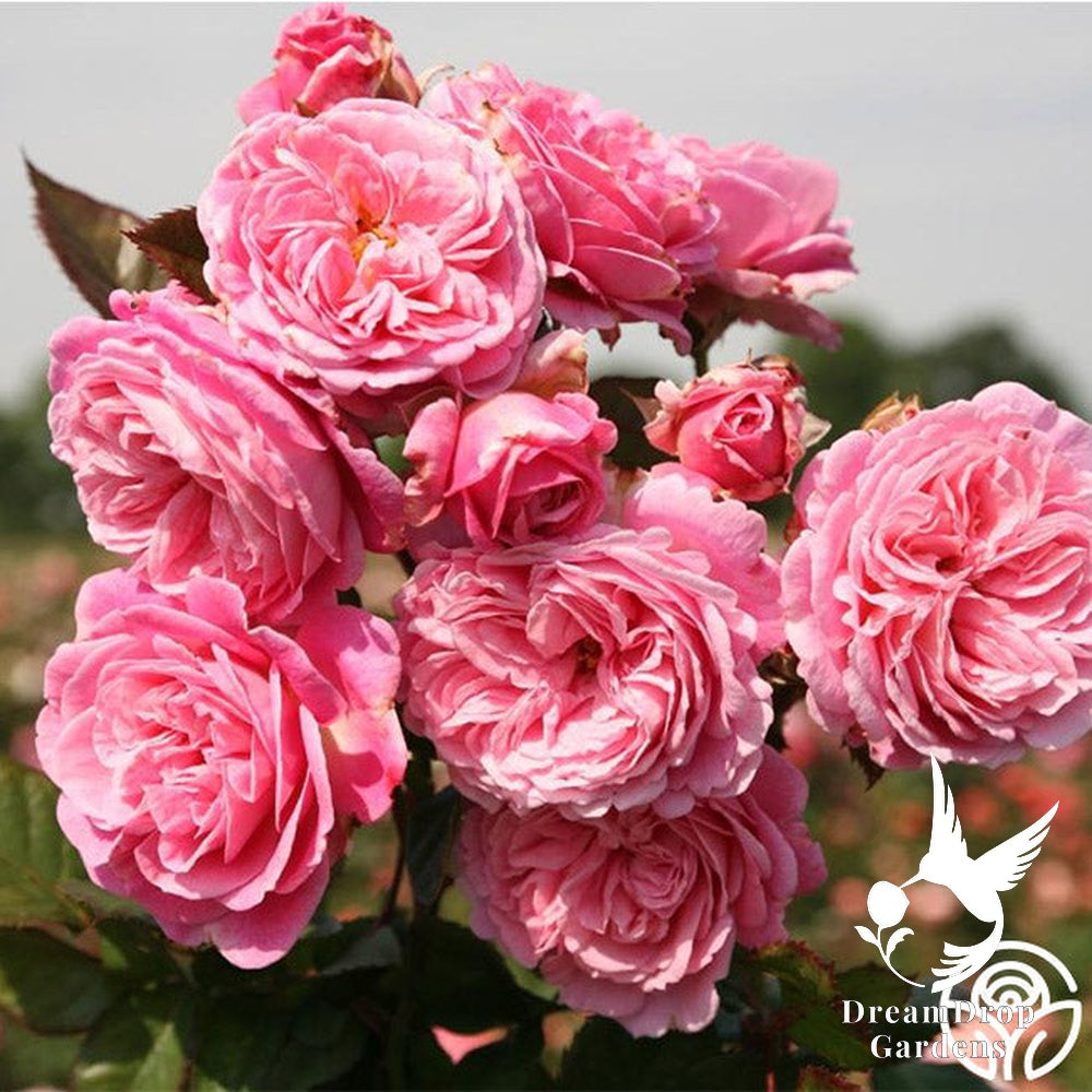 Rose - Parfuma Summer Romance — DreamDrop Gardens photo 11