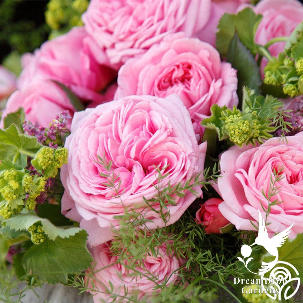 Rose - Parfuma Summer Romance — DreamDrop Gardens photo 12