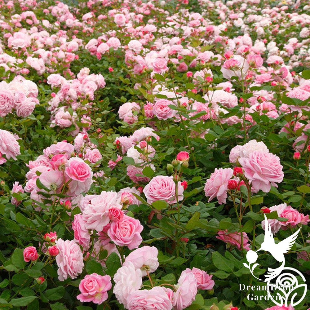 Rose - Parfuma Summer Romance — DreamDrop Gardens photo 13