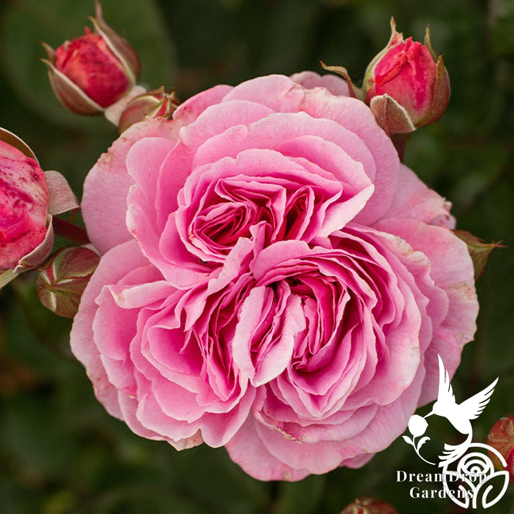 Rose - Parfuma Summer Romance — DreamDrop Gardens photo 14