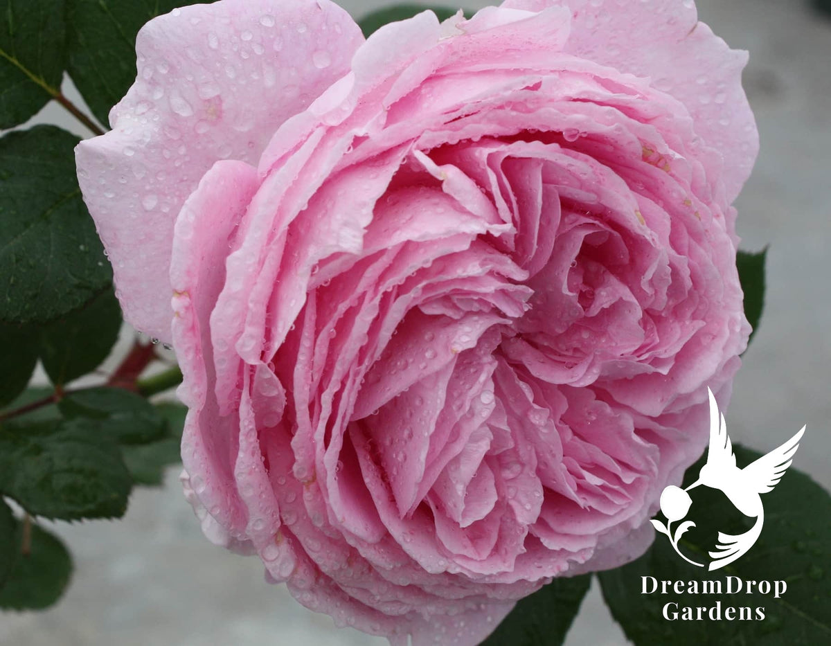 Rose - Parfuma Summer Romance — DreamDrop Gardens photo 15